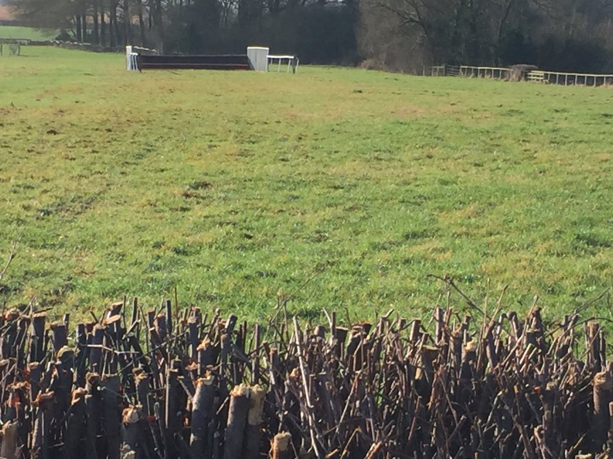 Going Report: Albrighton & Woodland (North) Point-to-Point – 23/02/19